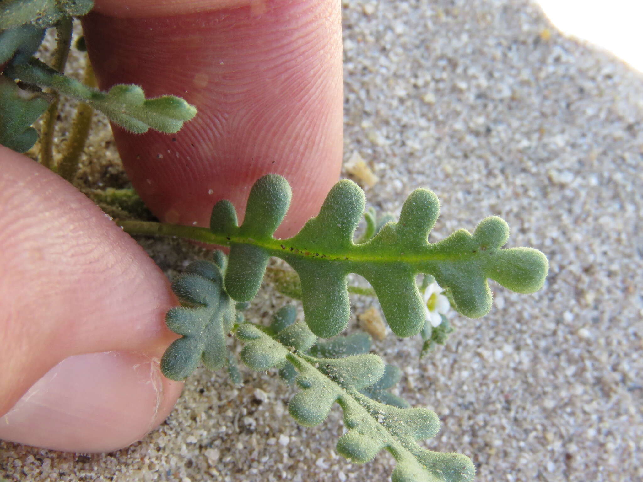 Image de Phacelia ivesiana Torr.