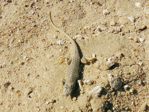 Plancia ëd Acanthodactylus hardyi Haas 1957