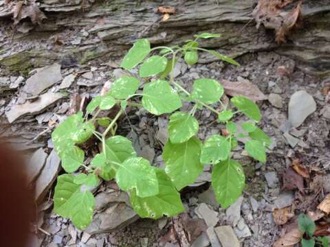 Physalis missouriensis Mackenzie & Bush的圖片