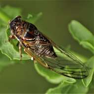 Image of Diceroprocta olympusa (Walker & F. 1850)