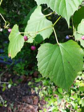 Image of heartleaf peppervine