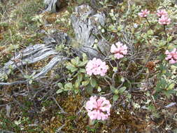 Imagem de Rhododendron adamsii Rehder