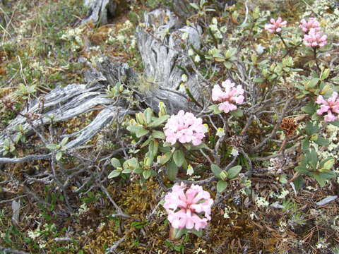 Image of Rhododendron adamsii Rehder