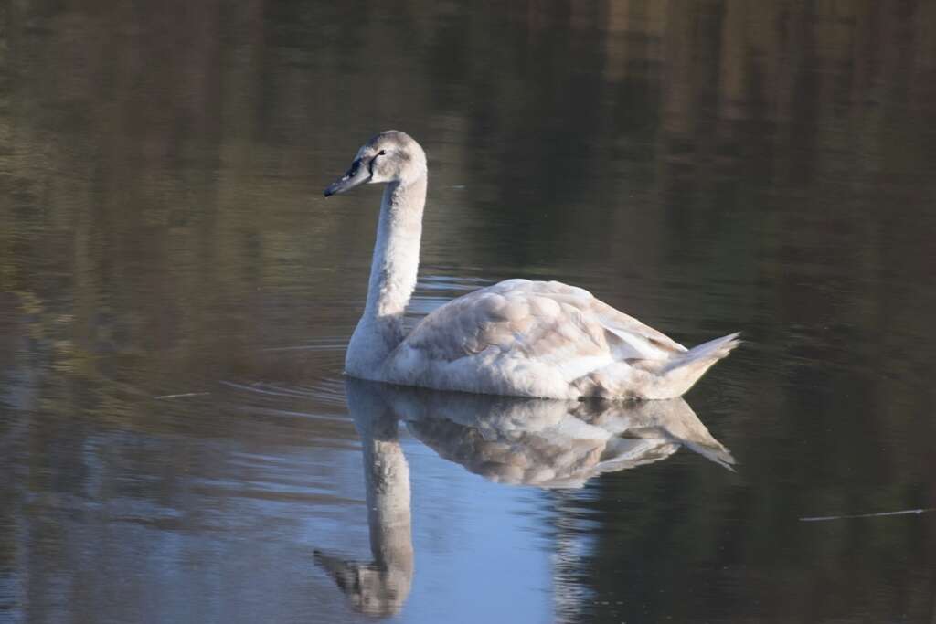 Image of Mute Swan