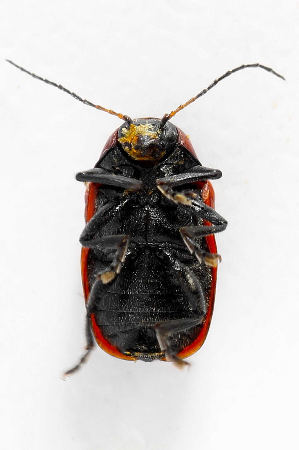 Cryptocephalus coryli (Linnaeus 1758) resmi