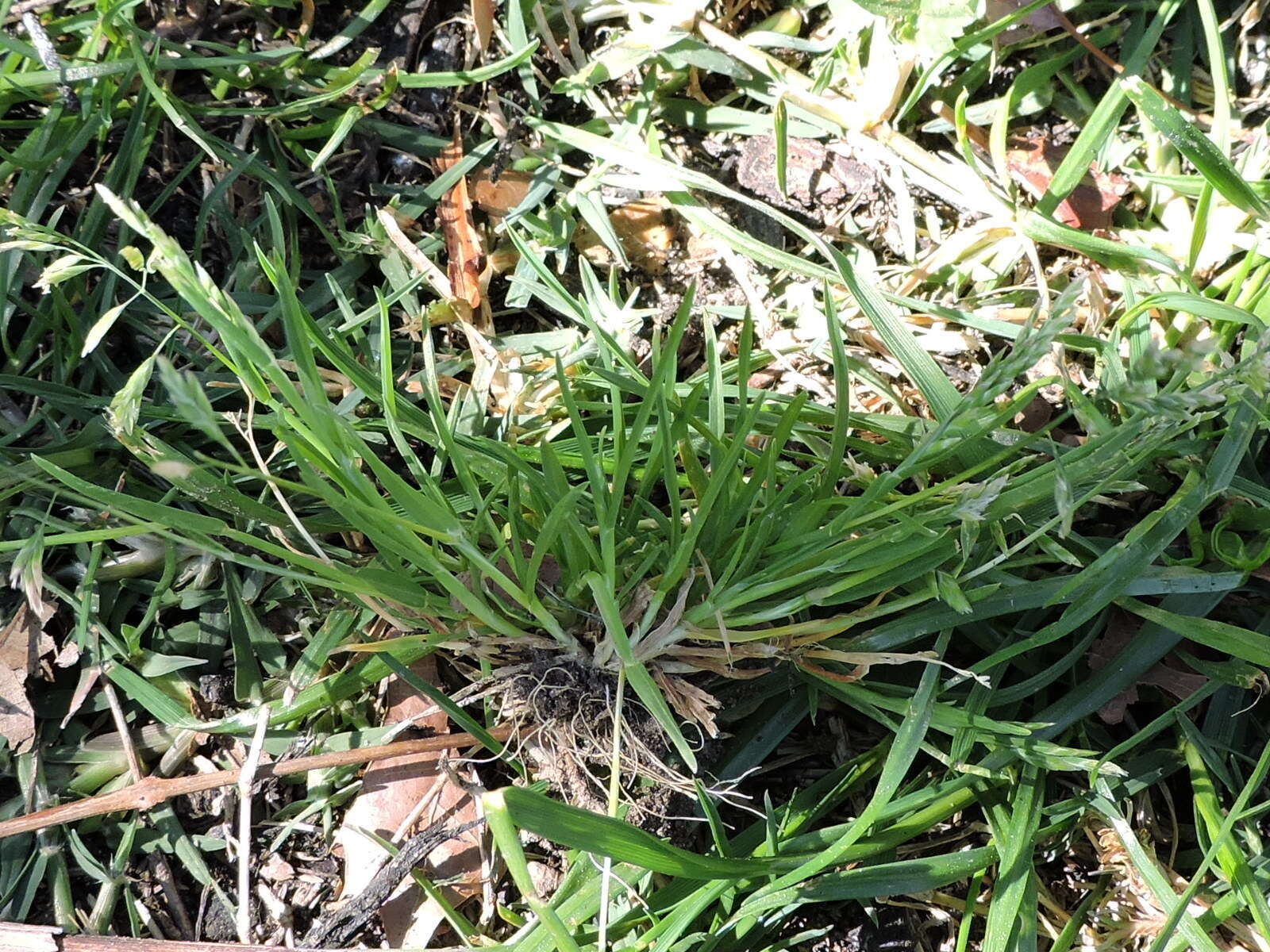 Image of Annual Meadow Grass