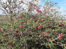 Image of Melaleuca elliptica Labill.