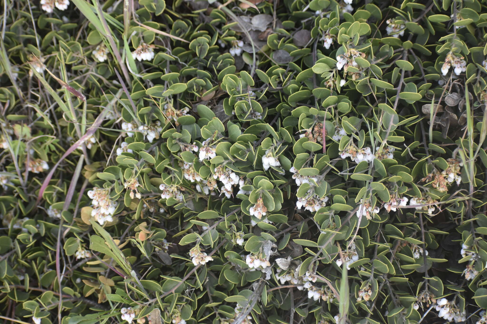 Слика од <i>Arctostaphylos montana</i> subsp. <i>ravenii</i>