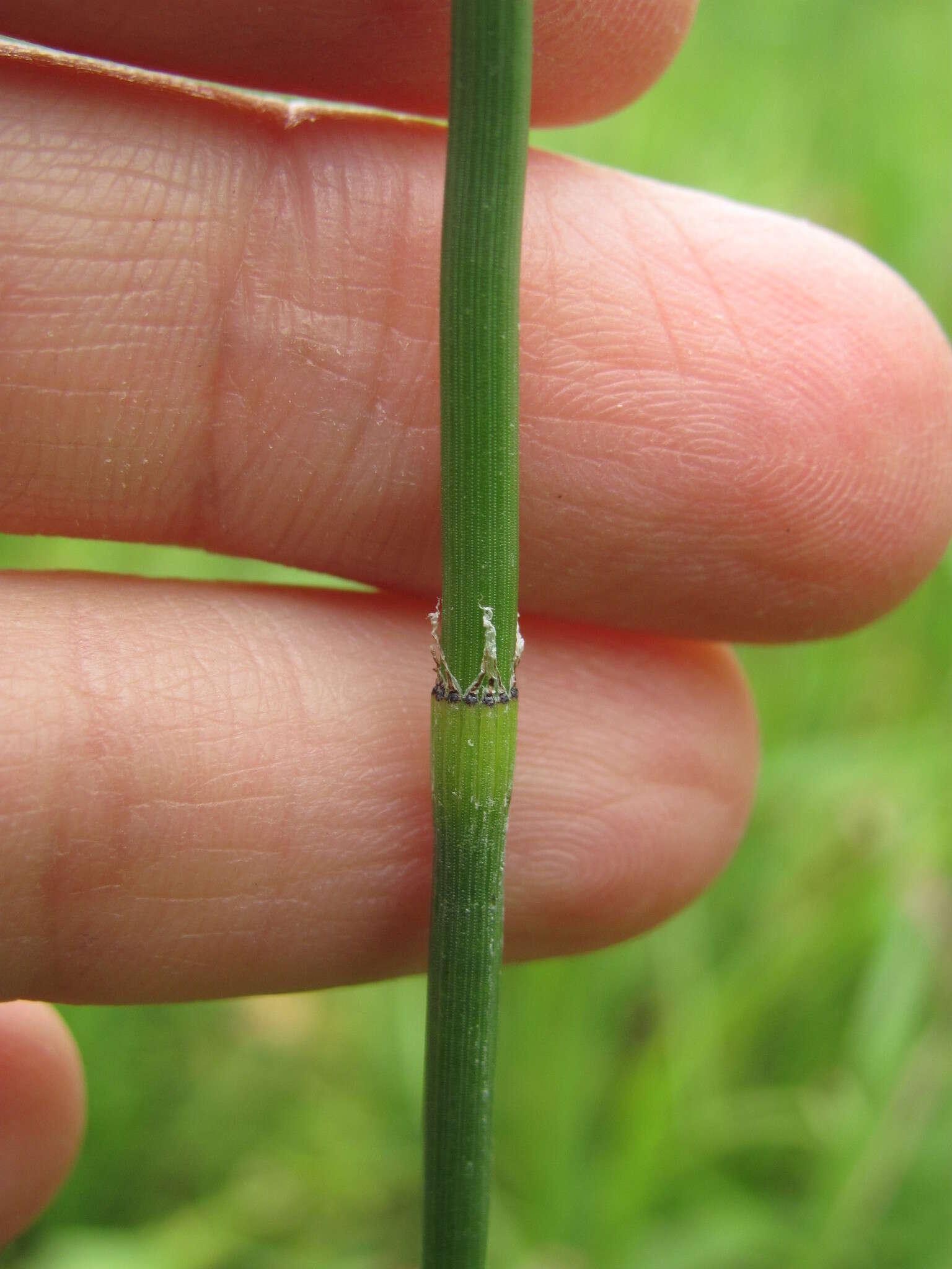 Image of Equisetum moorei Newm.