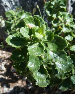 Image of Teucrium flavum subsp. glaucum (Jord. & Fourr.) Ronniger