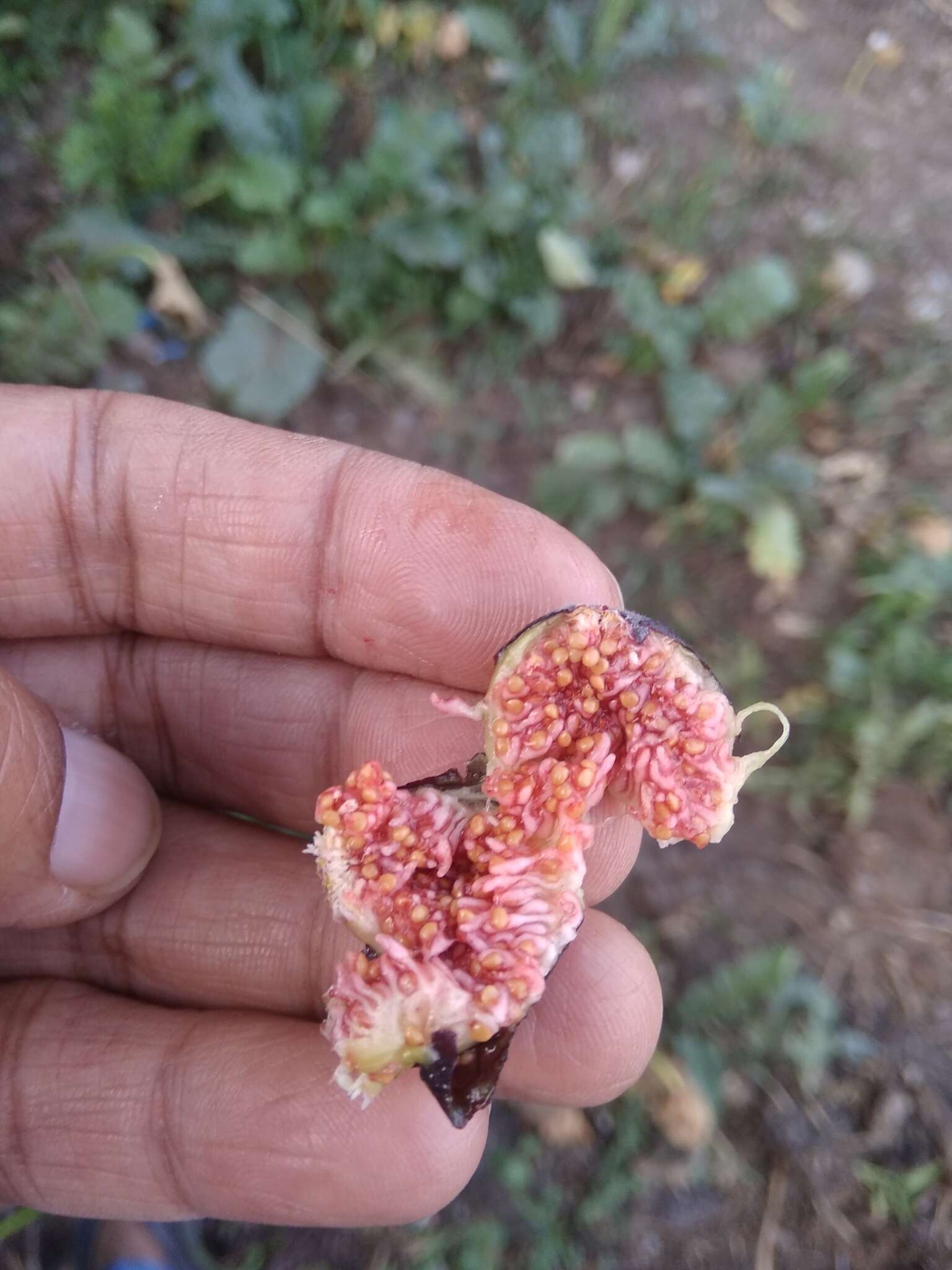 Image de Ficus palmata Forssk.