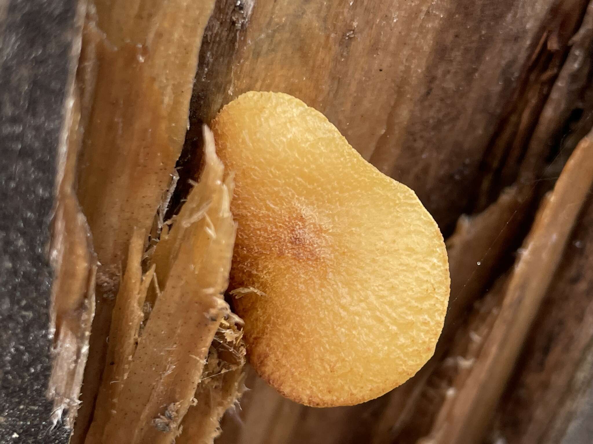 Image of Tricholomopsis flammula Métrod ex Holec 2009