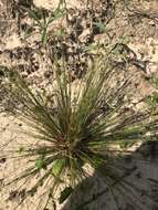 Image of capillary hairsedge