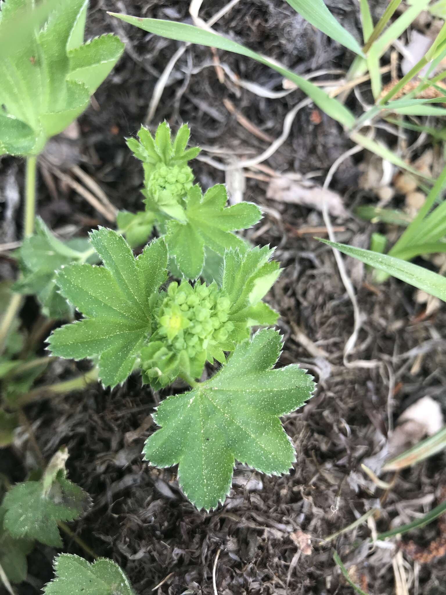 Image of Alchemilla micans Buser