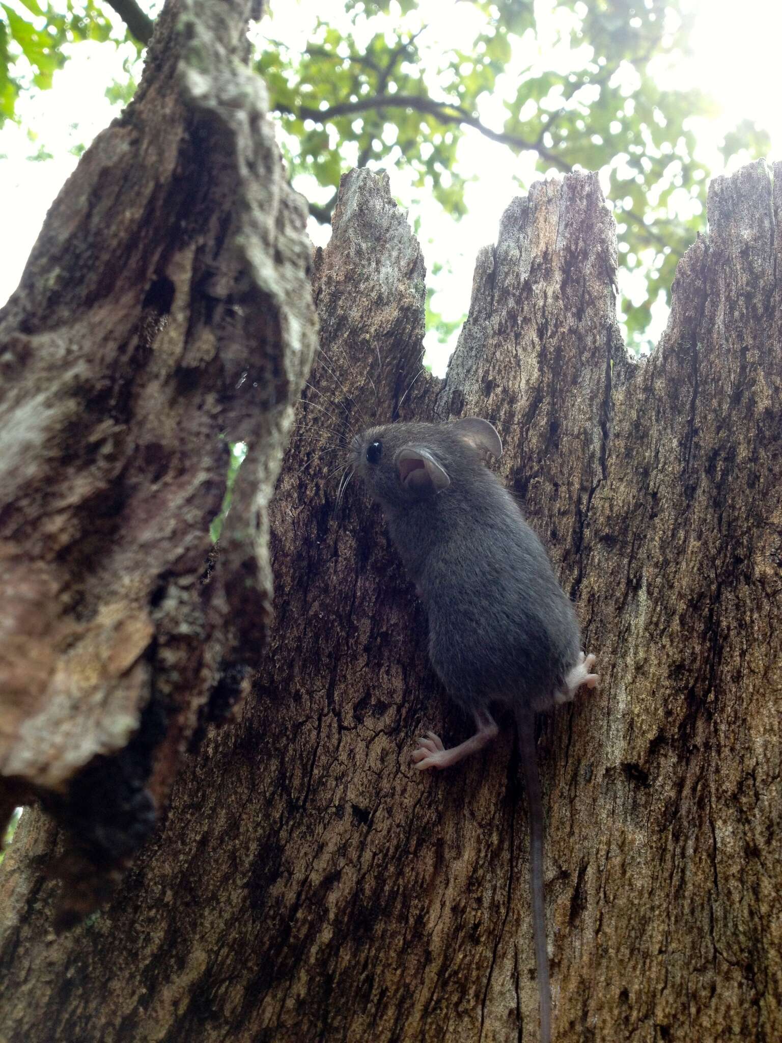 Image of White-footed Deermouse