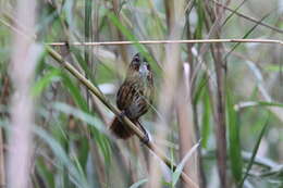 Image of Marsh Babbler