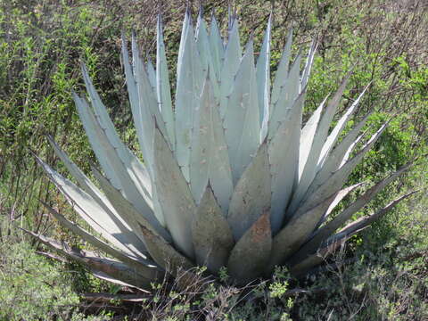 Agave applanata K. Koch resmi