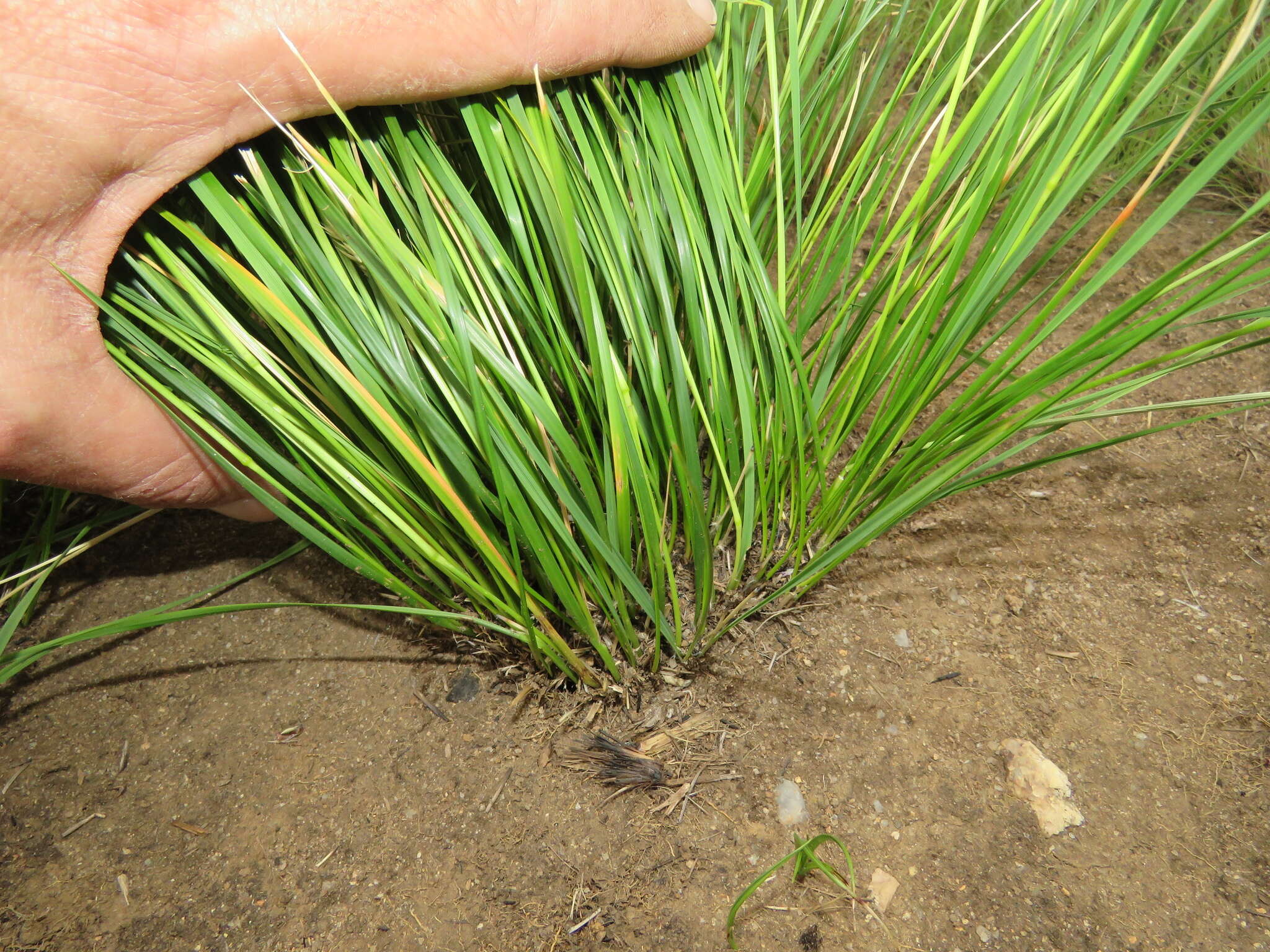 Image of Styppeiochloa gynoglossa (Gooss.) De Winter