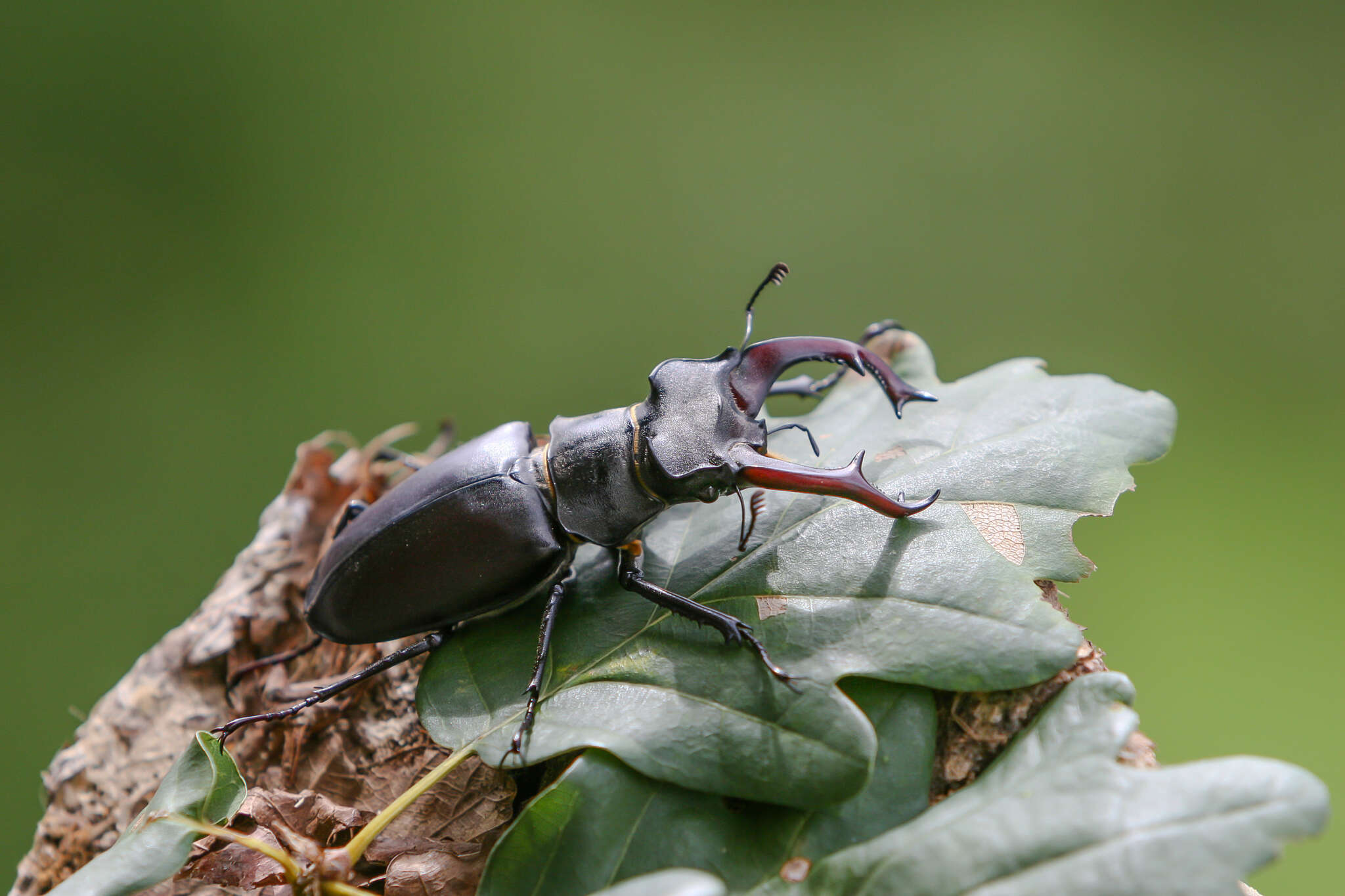 Image de Lucanus cervus cervus