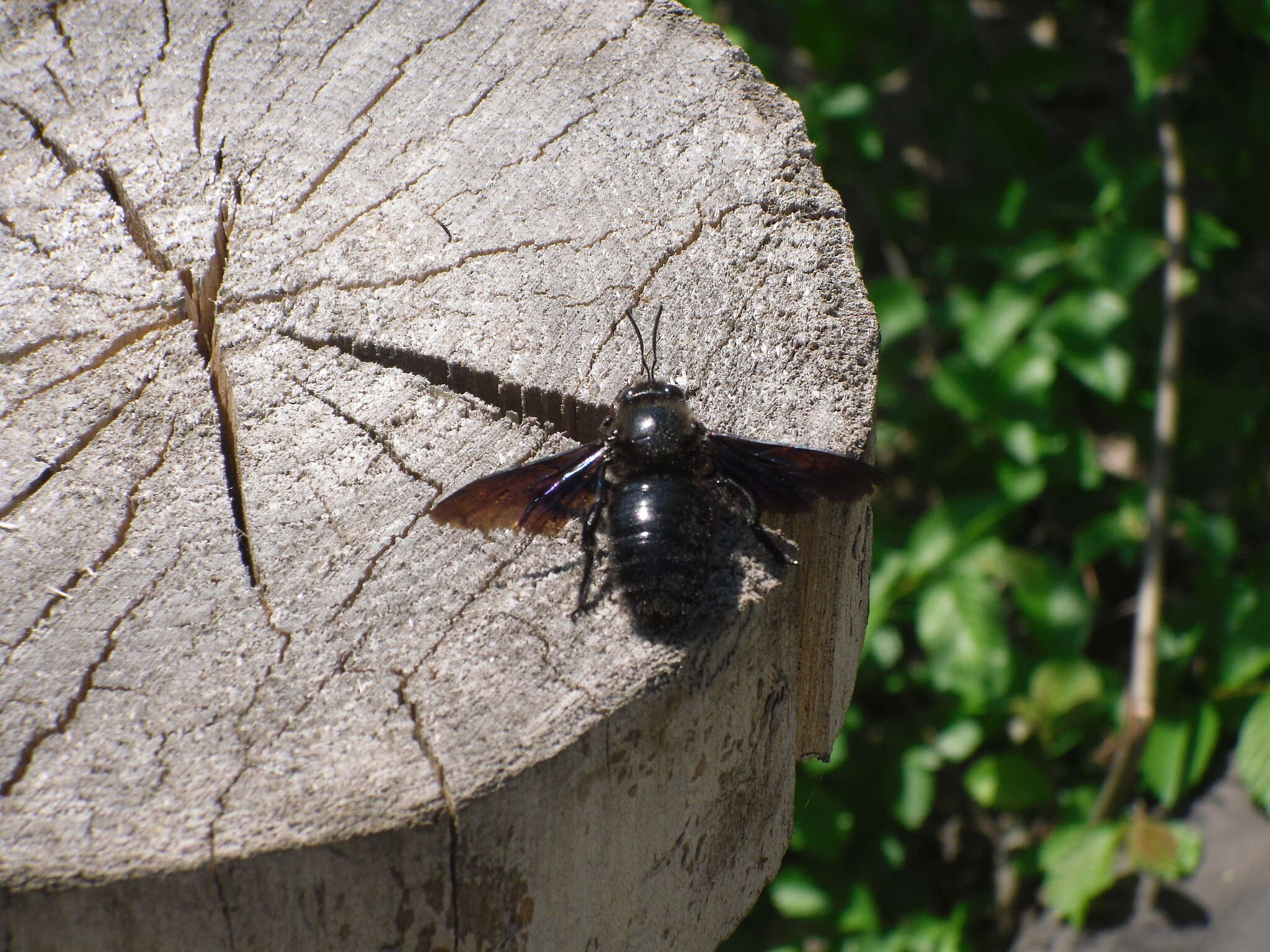 Plancia ëd Xylocopa valga Gerstäcker 1872