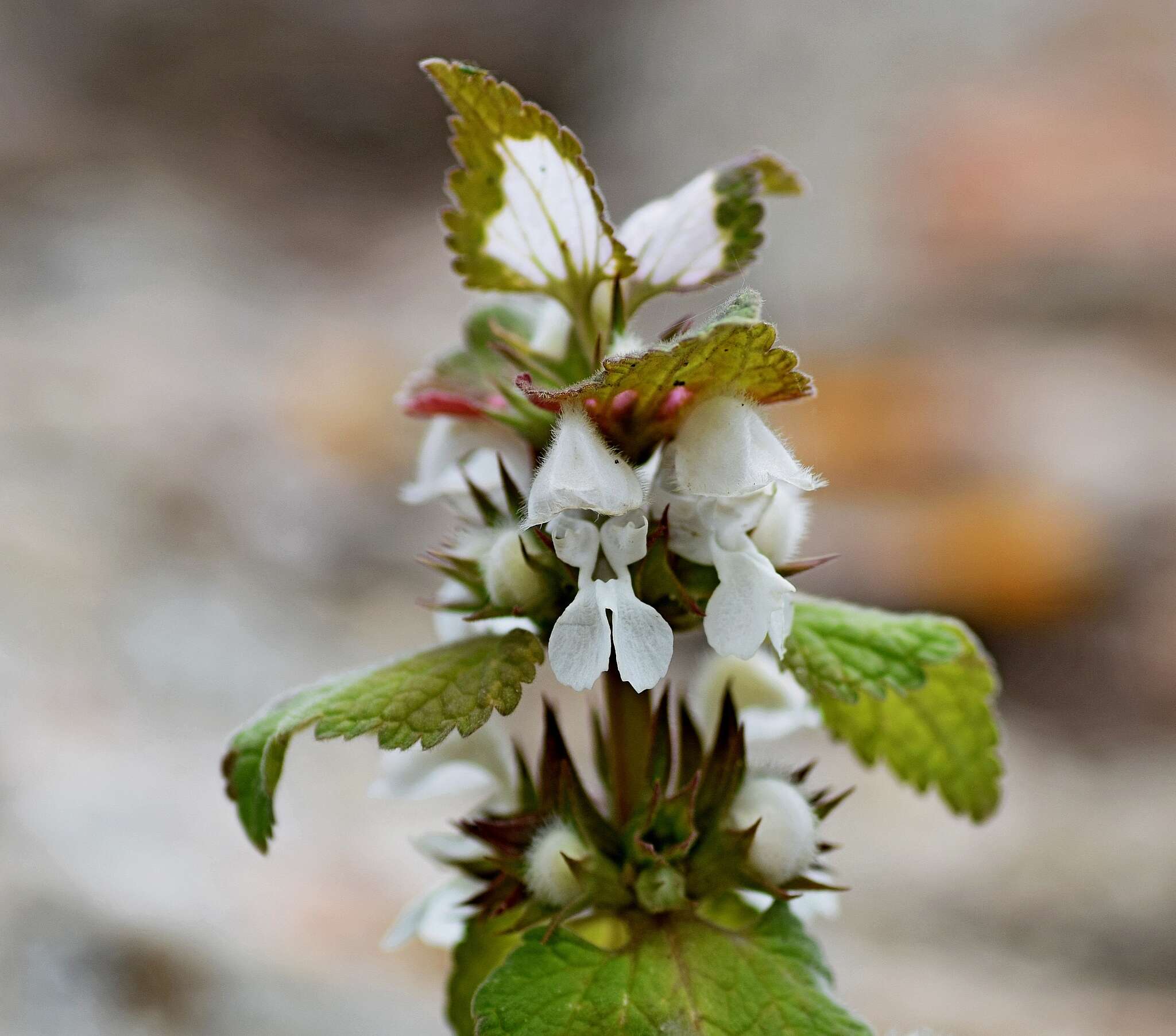 Слика од Lamium moschatum Mill.