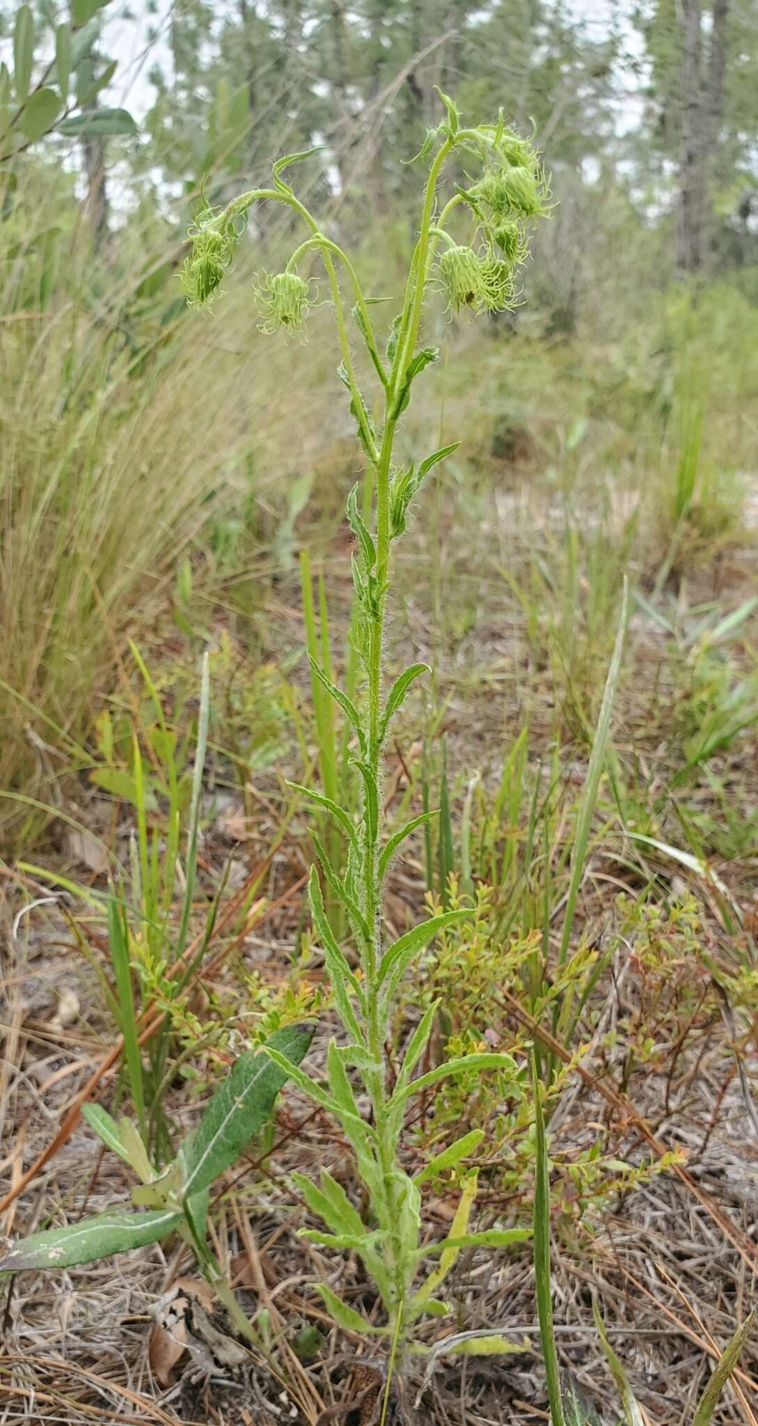 Image of scrubland goldenaster