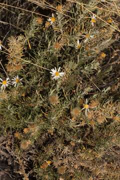 Image de Diplostephium meyenii (Sch. Bip.) Wedd.