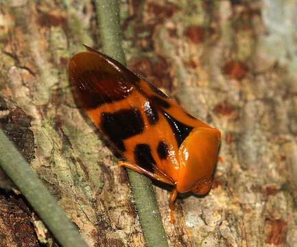 Image of Gynopygoplax nigriscutellata Schmidt 1910