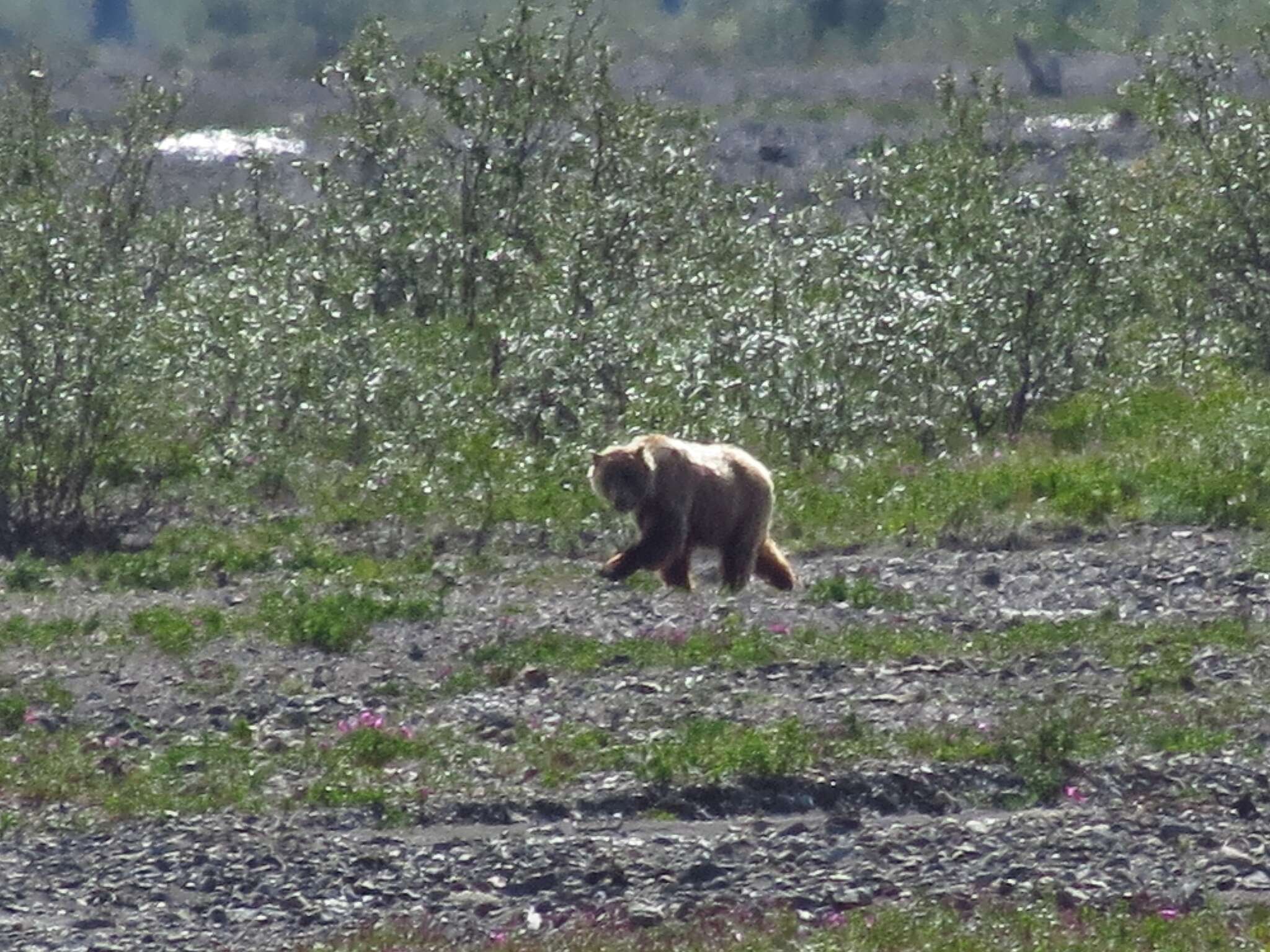 Image of grizzly bear