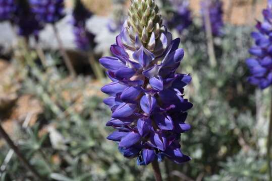 Image of crowded lupine