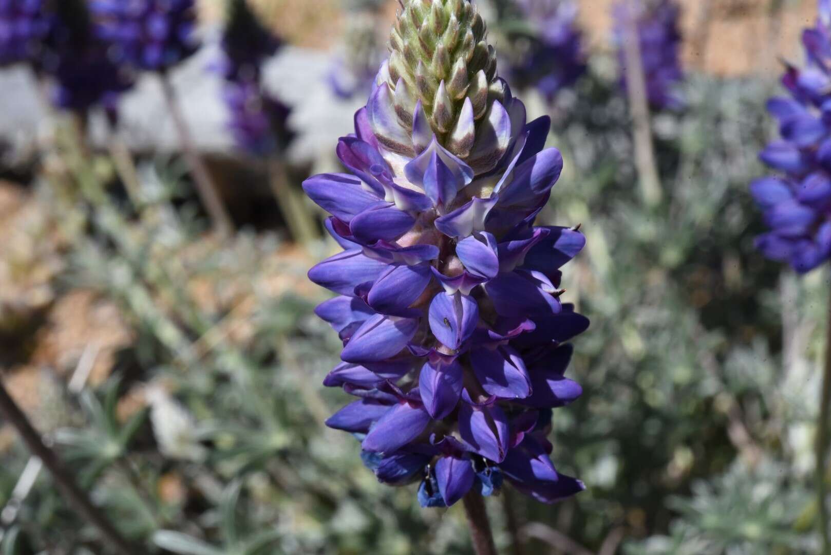 Слика од Lupinus confertus Kellogg