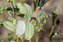 Image of Hyssop-Leaf Sandmat