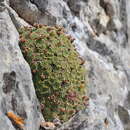 Image of Androsace cylindrica subsp. hirtella (Dufour) Greuter & Burdet