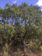 Image of Drooping Juniper