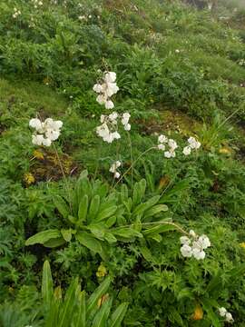 Imagem de Primula sikkimensis var. hopeana (I. B. Balf. & Cooper) W. W. Sm. & H. R. Fletcher