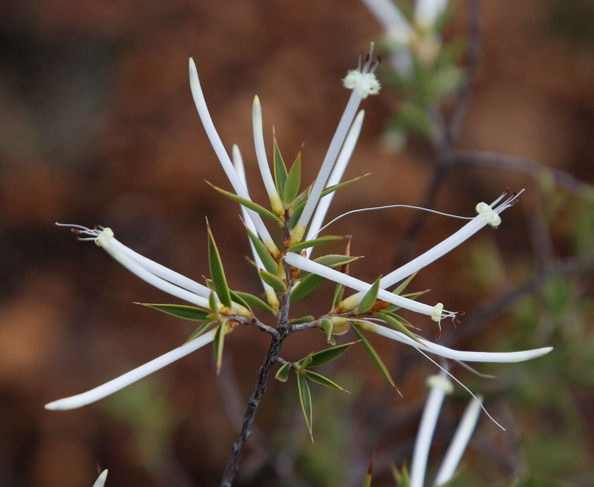 Image of Styphelia tenuiflora Benth.