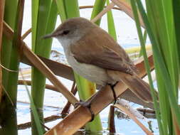 Image of Acrocephalus gracilirostris gracilirostris (Hartlaub 1864)