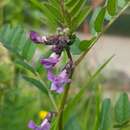 Image of bush vetch