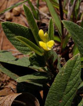 Image of Eriosema ellipticifolium Schinz