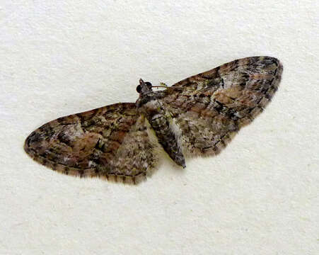 Слика од Eupithecia abbreviata Stephens 1831