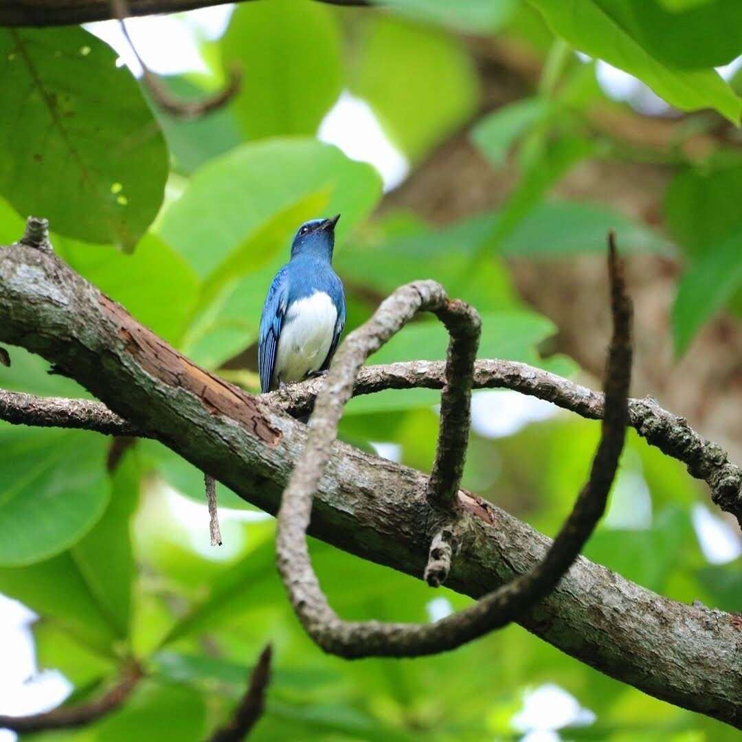 Image of Zappey's Flycatcher