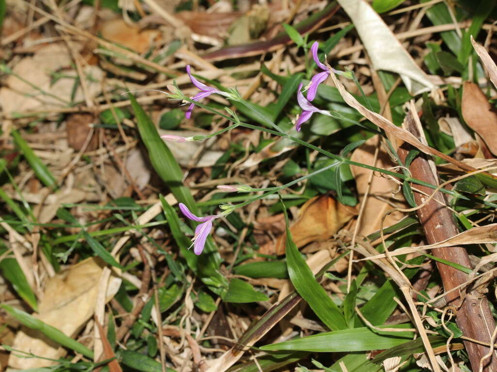 Hypoestes cumingiana Benth. & Hook. fil. resmi