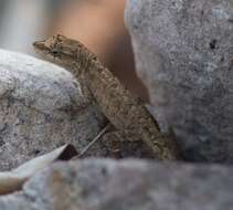 Image of Schmidt's Anole