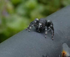 Phidippus audax (Hentz 1845) resmi