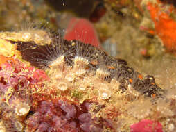 Image of gray encrusting anemone