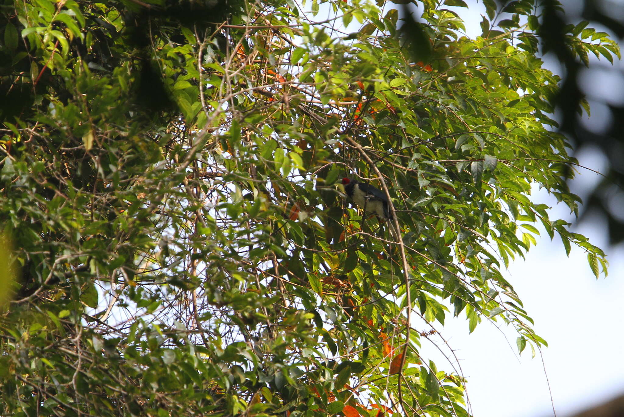 Image of Red-faced Malkoha