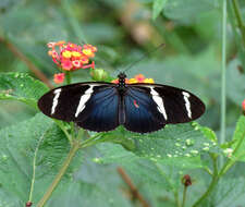 Image of Heliconius antiochus Linnaeus 1767