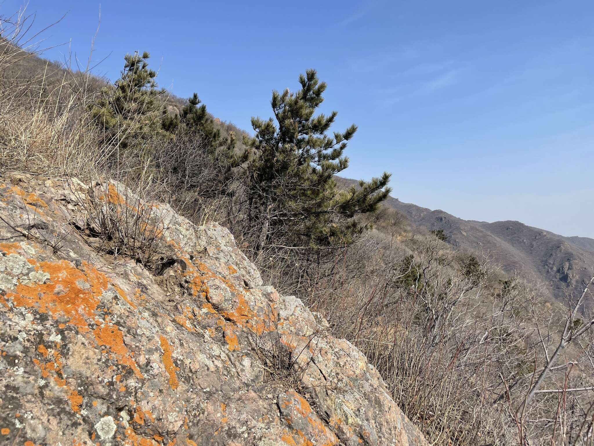 Imagem de Pinus tabuliformis Carrière