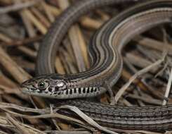 Image of Longtail Whip Lizard
