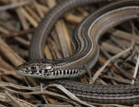 Image de Tetradactylus tetradactylus (Daudin 1802)